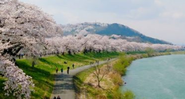 Funaoka Joshi Park, Shiraishi River bank: 1,000 cherry blossoms at a glance